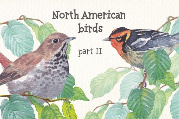 Birds of North America Part 2 Watercolor Illustrations