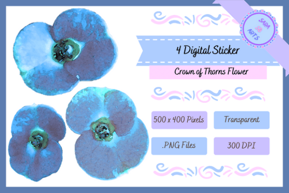 Crown of Thorns Watercolor Flower Illustrations
