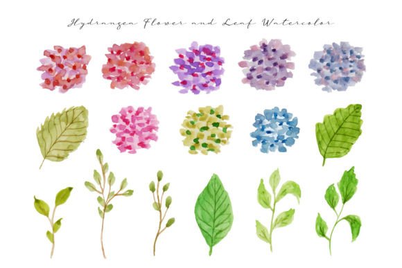 Cute Hydrangea Flowers Watercolor Illustrations