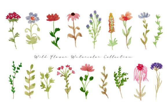 Cute Spring Wild Flower Leaf Watercolor Illustrations