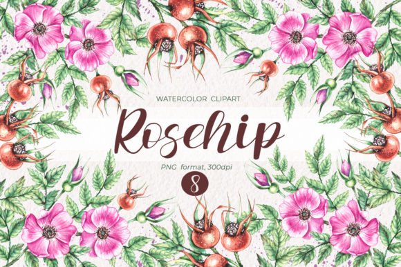 Rosehip Watercolor Clipart & Illustrations