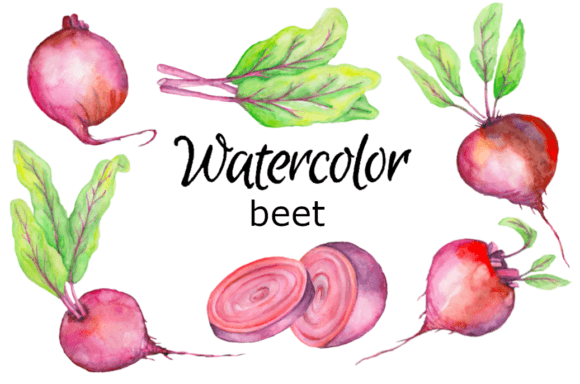 Watercolor Clipart Beet Food Kitchen Illustrations