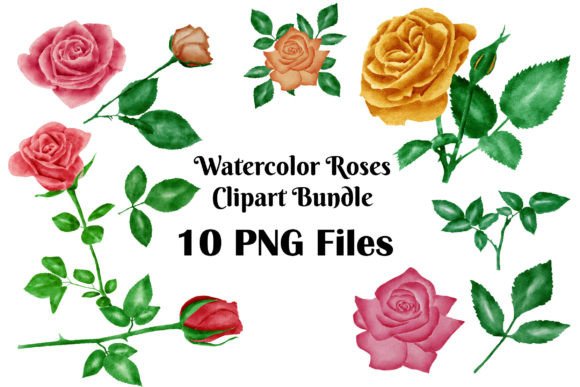 Watercolor Roses Clipart Bundle PNG Set Review